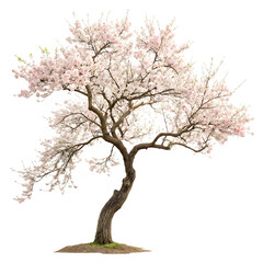 Fototapeta premium Flowering almond tree isolated on transparent background png