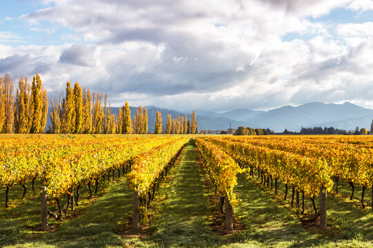 Vineyard, Blenheim, Marlborough sound, New Zealand