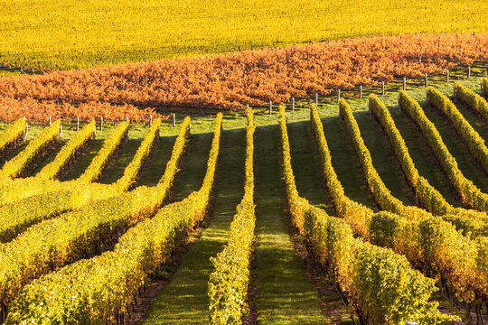 Valley with vineyard in autumn, Marlborough, New Zealand