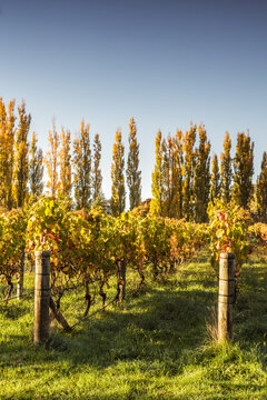 Vineyards in autumn, Hawke's bay, New Zealand