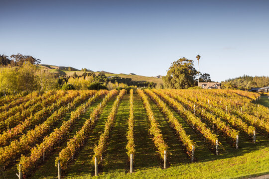 Vineyard in autumn, Hawke's bay, New Zealand