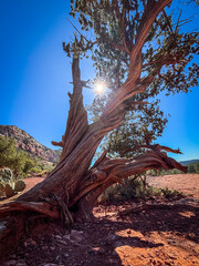 tree in the desert