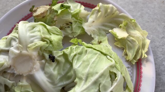 Rotten Cabbage with Insect Bite Marks and Yellow Egg Clusters &ndash; Contaminated Vegetable Close-Up