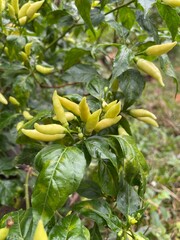 Fresh Pale-Green Bird’s Eye Chili on Plant