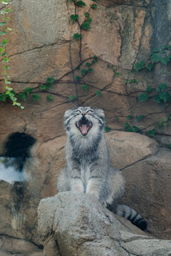 Pallas&rsquo;s cat yawning while sitting on a rock in a natural enclosure
