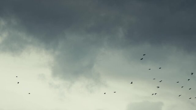 Large flock of black birds flying against a dramatic grey cloudy sky. Silhouettes of crows or ravens circling in the air. Moody and atmospheric background footage.