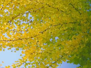 美しいイチョウの黄葉