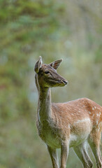 impala in the wild