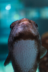 Close-up portrait of a curious pufferfish in an aquarium  © kurileon