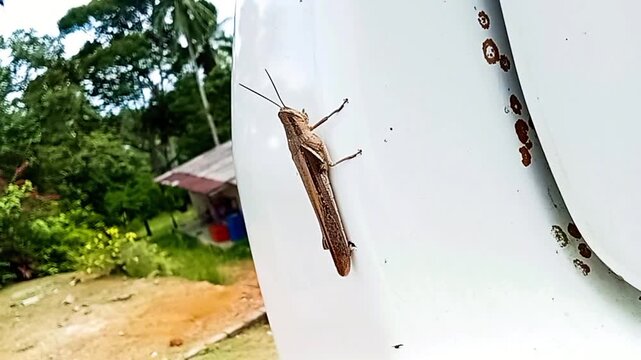 Grasshopper playing behind the car