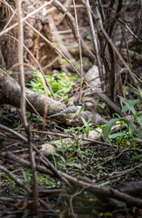 bird in the nest