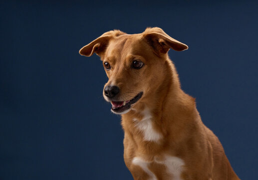 A studio video frame captures a brown dog with neutral expression. The blue background and lighting define the dog's features.