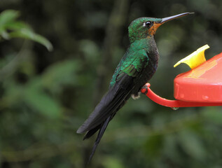 green-crowned brilliant hummingbird perched on a feeder in the monteverde cloud forest biological reserve in costa rica, central america