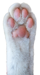 A cute white cat's paw isolated on white background, Cat's foot on White Background PNG file.