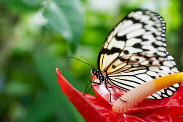 Naklejka premium Black and white butterfly resting on a red tropical flower in natural light 
