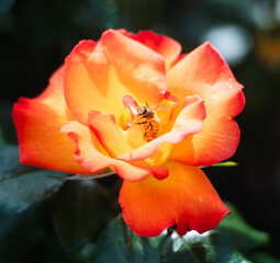 Honeybee collecting nectar from a vibrant orange rose  © kurileon