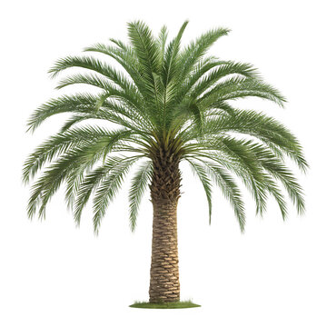 Tall date palm tree isolated on transparent background png