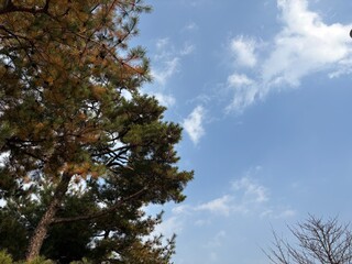 하늘과 단풍