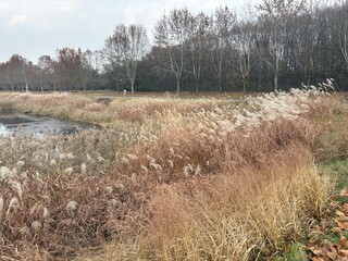 갈대숲과 호수 풍경