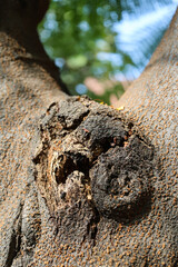Rough Cut Tree Trunk with Exposed Wood Texture and Splinters