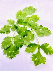 parsley leaf isolated on white background