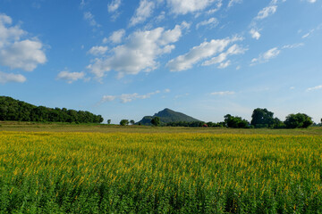 Naklejka premium Yellow Sunn Hemp Field with Mountain Under Blue Sky
