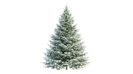 Snow covered evergreen tree isolated on a transparent background
