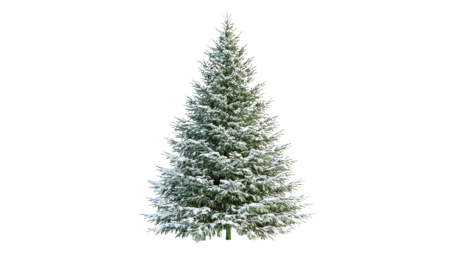 Snow covered evergreen tree isolated on a transparent background