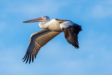 Pelican