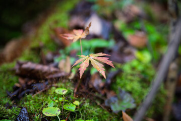 小さな紅葉、森の息吹