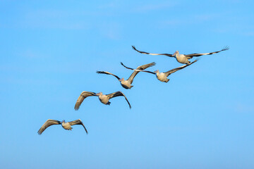 Pelicans
