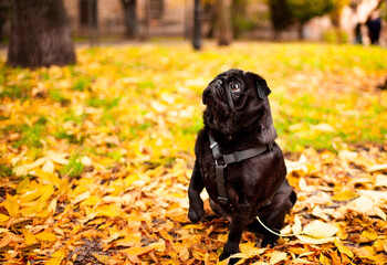 Black pug dog sits in yellow leaves. The dog has a harness. He raised his head up. Dog walking. Training. Autumn. Horizontal and blurred photo