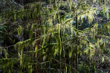 tree branches covered in hanging moss, illuminated by beams of sunlight