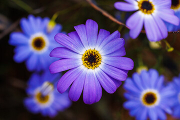 Fototapeta premium Flower