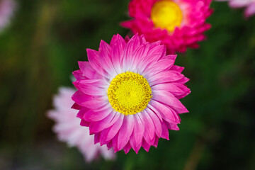 Obraz premium Flower