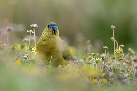Rock parrot (Neophema petrophila), Cape Leeuwin, Western Australia. 