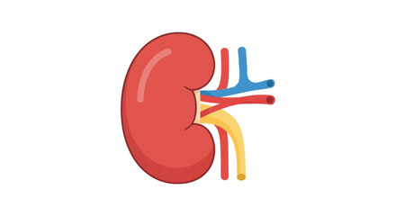 A cartoon kidney is depicted with red blue and yellow arteries attached set against a white background