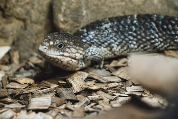 Reptile