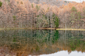 日本：秋の御射鹿池（池に反射する紅葉した森）／長野県茅野市・11月