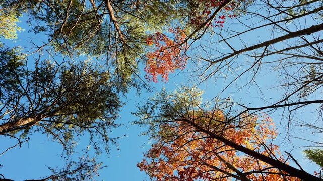 POV view skywards at pine tree tops with autumn foliage on sunny day. Look around from below at the trees crowns against blue sky