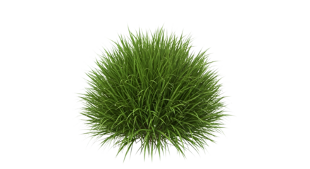 Tuft of green grass isolated on transparent background