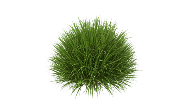 Tuft of green grass isolated on transparent background