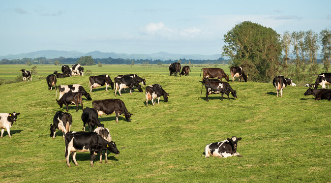 Herd of Friesian and Friesian cross dairy cows grazing in green grass