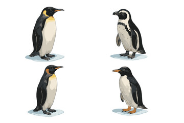Fototapeta premium Comparison of Emperor and Magellanic penguins standing on ice floes