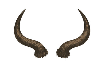 Obraz premium Curved brown animal horns with textured surface and hairy base