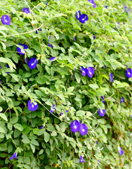 Close up shot of butterfly pea flower blossom at tree