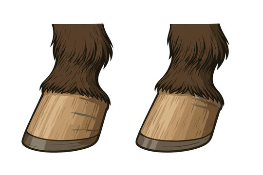 Lower legs of a horse showing brown fetlock hair and hooves