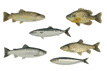 Diverse edible fish species isolated on white background for food design