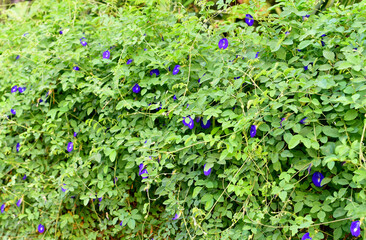 Butterfly pea flower blossom at tree, Nature background