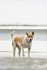 Dog stand at street looking at camera